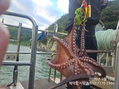 "돌문어"연일 120수180수230수등 1800g1700g150g외 KKKK들과 전원 마릿수 사진