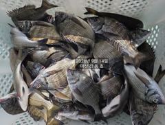 [마산] 진동호 14일 감성돔 마리수 초대박 사진