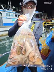 [사천] 삼천포 마린보이 9. 16. 수요일 부터 황금물때 주간/야간문어… 사진