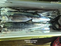 [진해] 진해 신아라호 갈치텐빈 내만갈치 사진