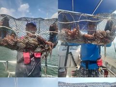 [진해] 문어,키로,중치들,130수,왕창,,(예약가능) 사진