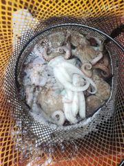 여수 백호호)돌문어 300마리에 장원 30마리.27마리 무늬오징어 팁런 배전체 300마리에 장원 34마리.30마리등 사진