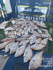 야미도후크스타호 9/15(화) 참돔 대박 조황 사진