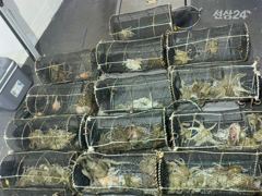 야간문어!여기저기서 덩어리급 문어가 줄줄이 히트.~오늘예약가능.