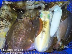 주간에는 대삼치가 난리~야간은 무늬오징어가 20수도 거뜬히 넘기네요 사진