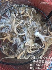 16일, 7시현재~군산쭈꾸미~ 싸이즈도 점점~오늘 잘 나오네요~오전/오후반 전문~실시간~군산낚시프라자 월명호 사진