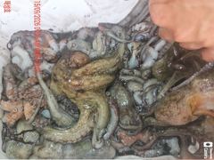 [진해] <<돌문어 매일 매일 세자리수~~계속되는호조황- 내일예약가능>>