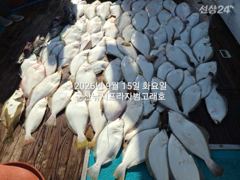 9월15일,"대광어"~연일 초대박~참돔,우럭등 다양한 손맛~12분대박조황~내일도 갑니다~ 군산낚시프라자 범고래호 사진