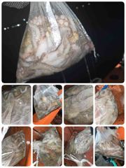 [포항] 돌문어 쿵쾅! (오늘모집중) 사진