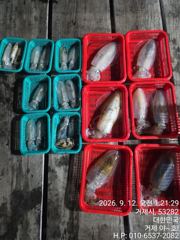 내만(무늬오징어) 팀런에 두자리수 뽑아냅니다~야호(오늘밤 예약)