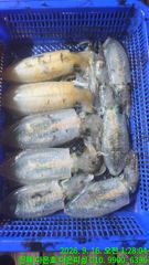 [진해] 무늬오징어 팁런 마리수 사이즈업 오늘자리여유 사진