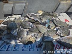 [부산] 부산 가덕 마스터호 감시 조황 사진