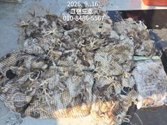 16일, 군산쭈꾸미~오늘 잘 나오네요~~9분 망탱이 굿조황~군산낚시프라자 그랜드호 사진