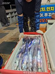 [여수,광양] 여수슈퍼스타 대갈치 3연속대박조황 ~~~ 사진