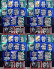 9월16일 14분 쭈꾸미 마릿수 조황 입니다~!! 사진