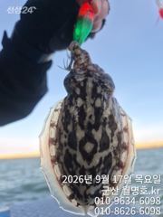 17일,군산쭈꾸미~오늘 잘 나오네요~~실시간~오전/오후반전문~군산낚시프라자 월명호 사진
