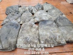 9월 17일 쭈꾸미 최종조항~☆