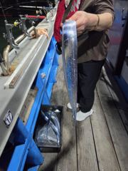 9월16일 내만권 야간 갈치 조황입니다!! 사진
