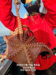 17일, 군산 주간문어~잘나오고 있어요~실시간~덩치급 문어들~~내일도 갑니다~군산 포세이돈호 사진
