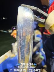 [진해] (풍산)내만갈치 폭풍 입질! 느나느나 피딩 !(오늘,예약가능합니…