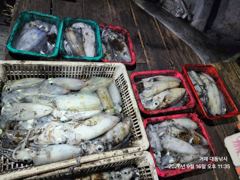 (무늬오징어)내만권 무시 고구마~장원 20여수 대동낚시(오늘 예약) 사진
