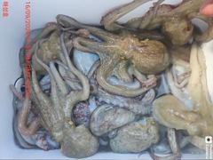 [진해] <<돌문어 매일 호조황 120여수 초보조사님들도 두자리-내일예약… 사진