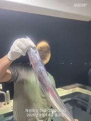 [진해] 은빛 텐빈 내만갈치 느나느나 조황 내일 무조건 출항 자리여유많음