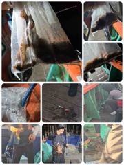 1시간전 [통영] (원도권)토 일 월 문어집중 출조 추석 준비 고고피싱에서~(19일 예약) 사진