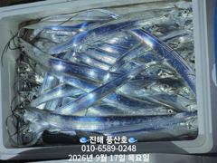 (풍산)내만갈치 폭풍 입질! 느나느나 피딩 !(오늘,예약가능합니다) 사진