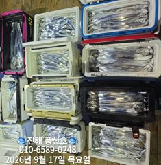 [진해] (풍산)내만갈치 폭풍 입질! 느나느나 피딩 !(오늘,예약가능합니… 사진