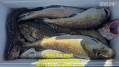 [속초,강릉] 2026 09 17 대구라바