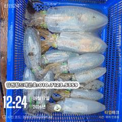 임원항드래곤호 무늬오징어 조황입니다