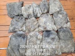 ★★ 9/17 [군산 대일피싱] 마루호 쭈꾸미 조황입니다. 다음주 평일 자리있습니다. 사진