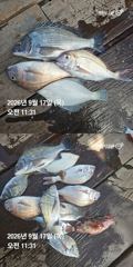 거제 ( 어구 일성호 ) 감성돔 참돔 ! 전마선 조황 ~