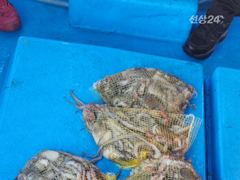 삼천포 돌문어 토~일 자리여유 있습니다