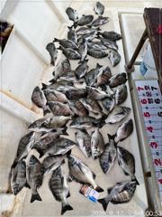 [마산] (행운호)감성돔 마릿수 오늘 조황(50수) 사진