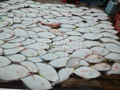 9월17일,"대광어"난리부르스~연일 초대박, 참돔은 보너스~조기철수~내일도 갑니다~ 군산낚시프라자 범고래호 사진
