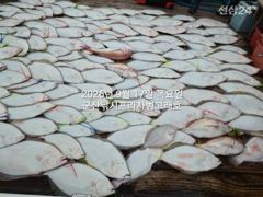 9월17일,"대광어"난리부르스~연일 초대박, 참돔은 보너스~조기… 사진
