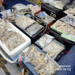 쭈꾸미~♪ 9 .17( 목요일 ) [[[ 무창포프로낚시 ]]] <<<<< 빅 마 린 >>>>> 쭈 꾸 미 조황보고.... 사진