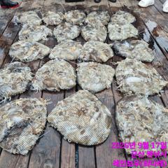 <레인보우호> 쭈꾸미 종일 "망탱이 조황"(17일)-조사님들 즐낚하고 입항했습니다 사진