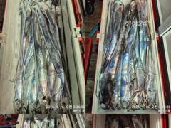 갈치한치조황++ - 17일새벽 내만갈치 초~대박 계속 이어져~ 느나느나~!!일요일부터 예약가능 사진