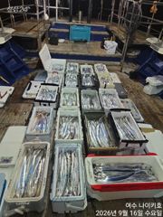 갈치한치조황++ - 진도토너먼트호) 먼바다권 씨알좋은 왕갈치 9월17밀 입항조황~19.20.21.22.23~자리여유 있습니다 ~ 사진