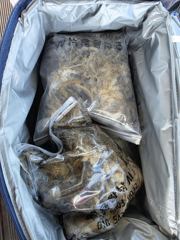 오천용왕낚시 뉴청해호 쭈꾸미 갑오징어 조황입니다 사진