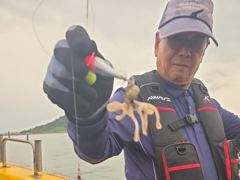 삼천포 뉴펄스호 쭈꾸미 대박 장원 200개오바!! 사진