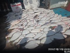 9월18일,"대광어"날마다 어부도 요만큼은 못잡을껄요~ㅎㅎ~연일… 사진