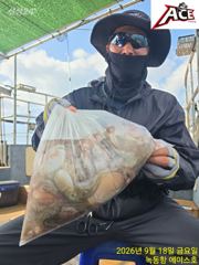 녹동항 문어 대박조황 사진