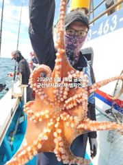 18일, 군산문어,문어,문어.......덩치급 문어들, 마릿수 굿~좋아요~망탱이 굿굿~군산낚시프라자 챔피언호 사진