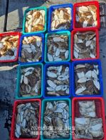 쭈갑문조황 글만 보기 사진