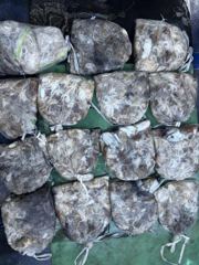 [쭈갑문조황] 9월18일 씨알굿 갑이굿 전원 망탱이 굿굿조황 사진