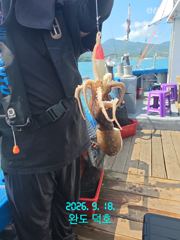 완도덕호 9.18 쭈꾸미 사진